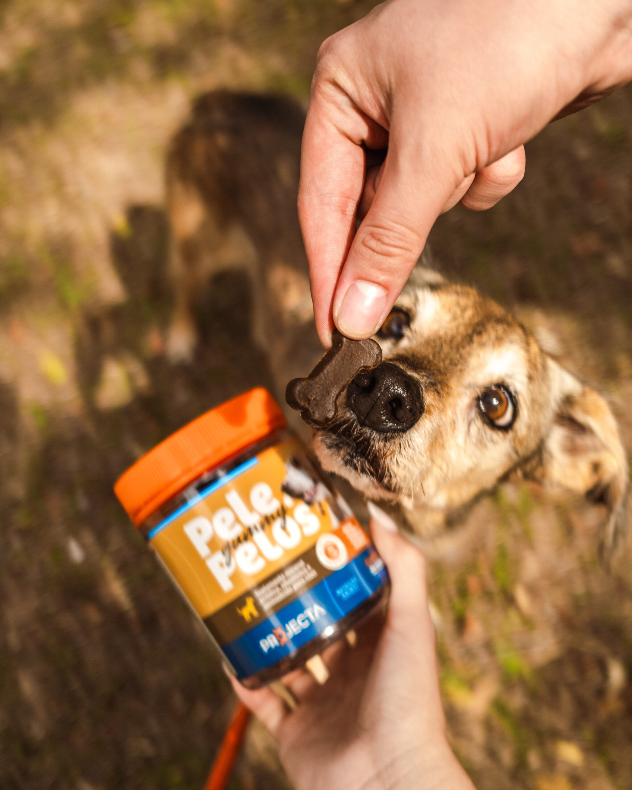 PROJECTA_DIÁRIA_SETEMBRO-19